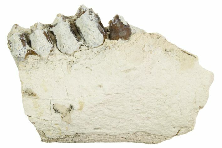 Fossil Oreodont (Merycoidodon) Jaw Section - South Dakota #364432